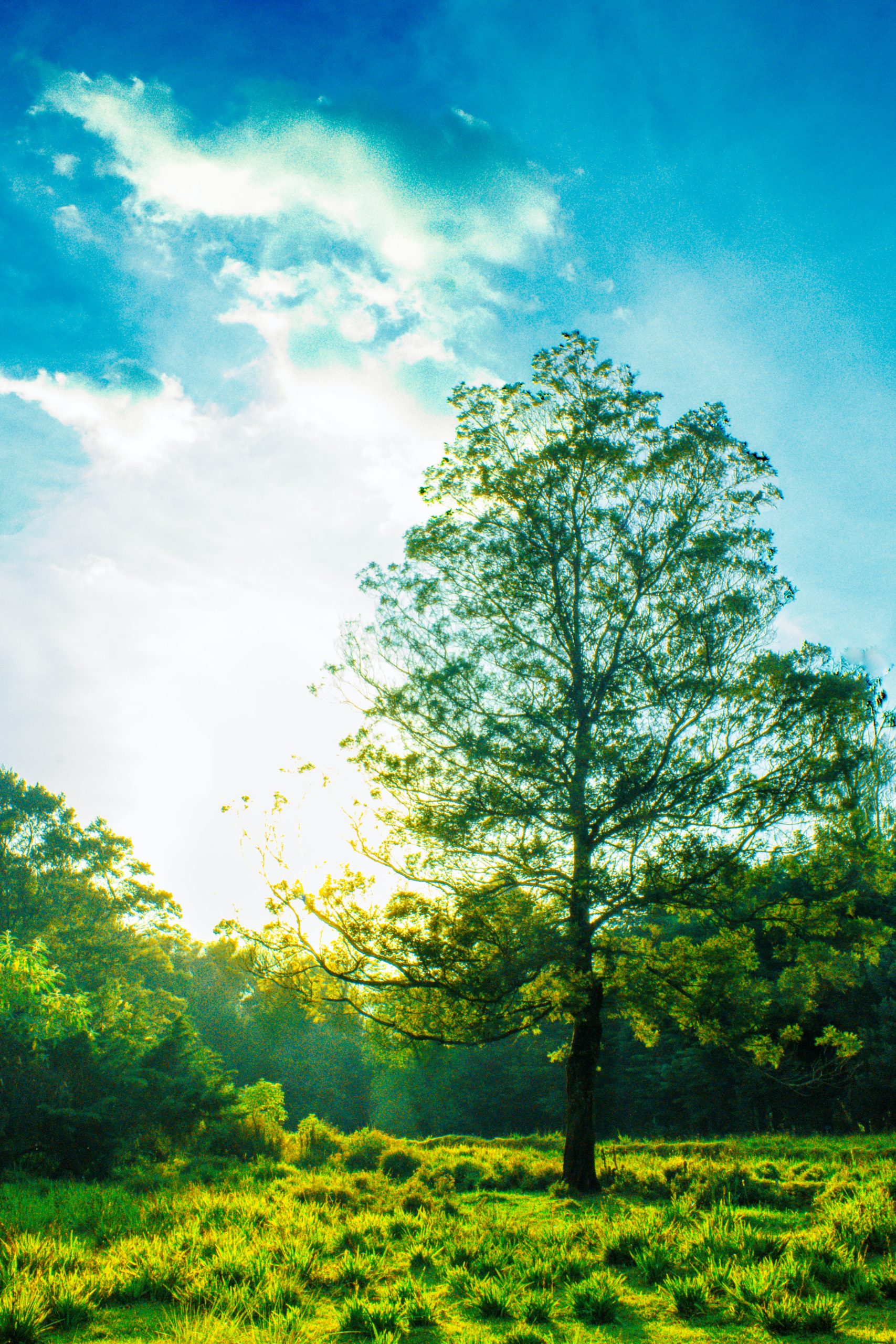 Tree & Sun